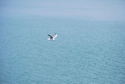 Seagull flying over sea