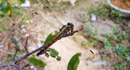 Close-up of dragonfly on twig