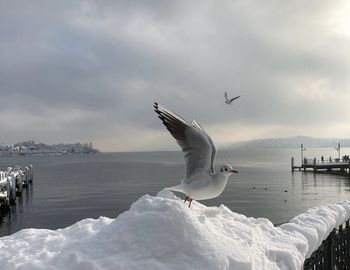 Seagull flying over sea against sky