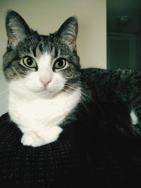 Portrait of cat sitting at home