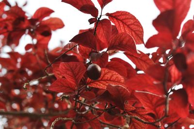 Low angle view of tree