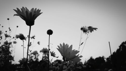 Close-up of flowering plants on field against sky