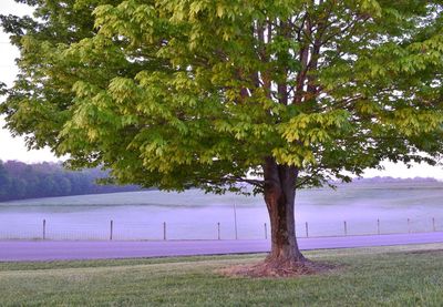 Trees on grassy field