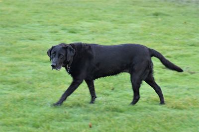 Side view of black dog on grass