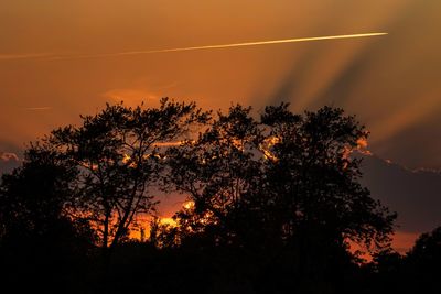 Low angle view of silhouette trees against orange sky