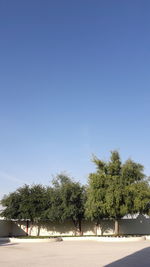 Palm trees against blue sky