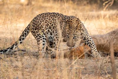 Leopard eating deer