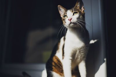 Low angle view of cat sitting on window sill