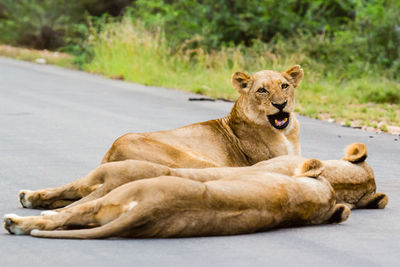 3 lionesses lying on the road