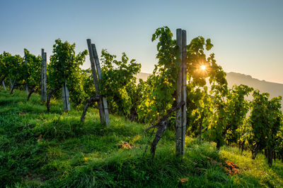 Vineyard with sunstars sunbeams in the morning landscape