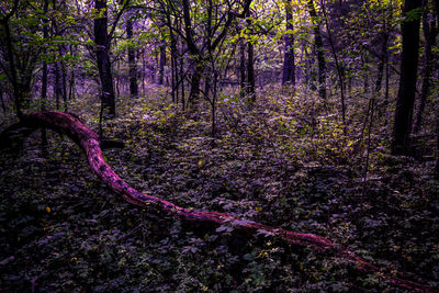 Trees in forest