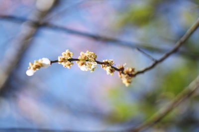 Close-up of white flowers on branch