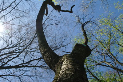 Low angle view of bare tree against sky