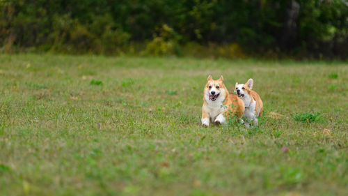 Two happy corgi run one after the other on the green field