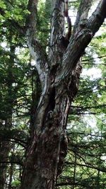 Low angle view of trees in forest