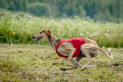 Saluki dog in red shirt running and chasing lure in the field on coursing competition