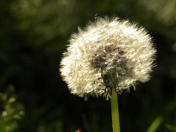 Close-up of flower against blurred background