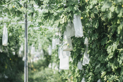 Close-up of plants hanging on tree