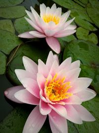 Close-up of lotus water lily