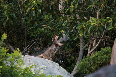 Side view of a reptile in a forest