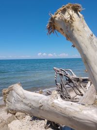 Driftwood on beach against clear blue sky