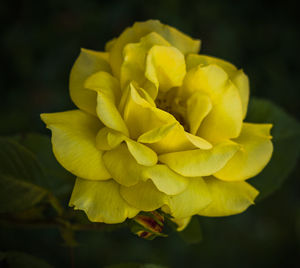 Close-up of yellow flowering plant