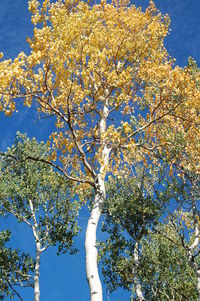 Low angle view of tree against blue sky