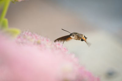 Close-up of insect on pink flower