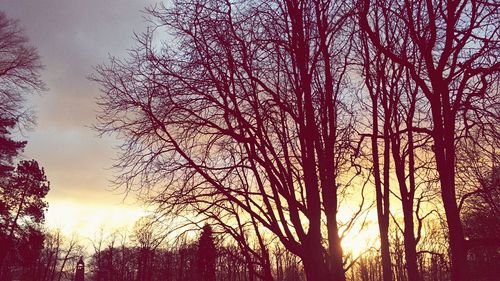 Low angle view of bare trees against sky