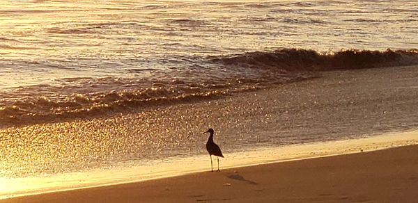 View of bird on beach