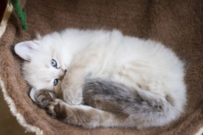 Adorable neva masquerade baby cat of siberian breed
