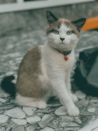 pet