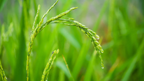 Close-up of crop growing on field
