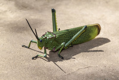 Close-up of insect on leaf