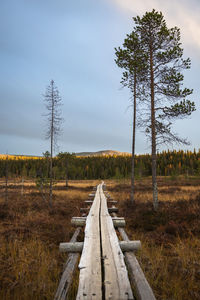 Surface level of railroad track amidst trees on field against sky