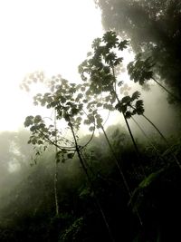 Low angle view of trees on field against sky