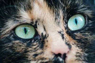 Close-up portrait of cat