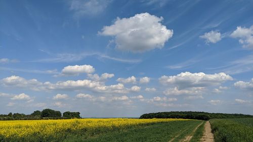 Scenic view of field against sky