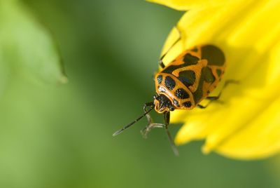 Close-up of insect on yellow flower