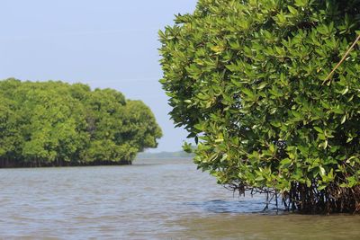 Scenic view of river amidst trees against clear sky