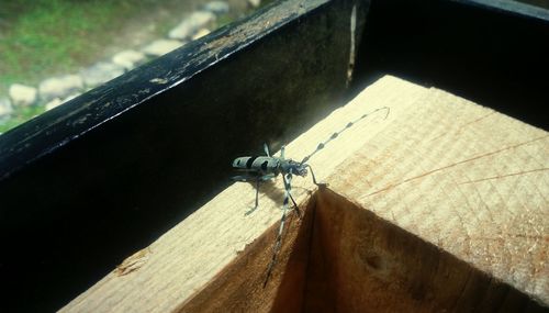 High angle view of insect on wood