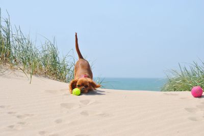 Cavalier king charles 