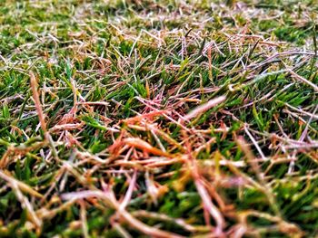 Close-up of grass on field