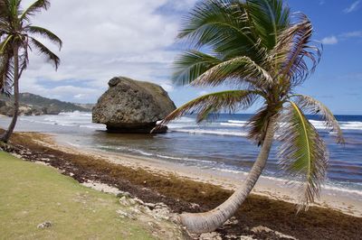 Coconut palm trees on beach against sky