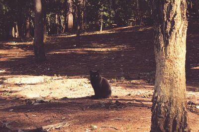 Cat sitting on tree trunk in forest