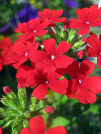 Close-up of pink flower