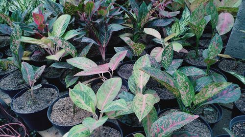 High angle view of potted plant on field