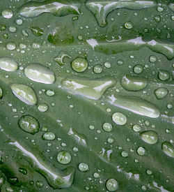 Full frame shot of water drops on leaf
