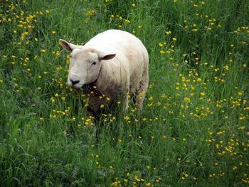 Sheep standing in a field