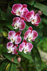 Close-up of pink flowering plant